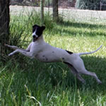 "About Time's Miss Julia" Seal Pied Italian Greyhound Female